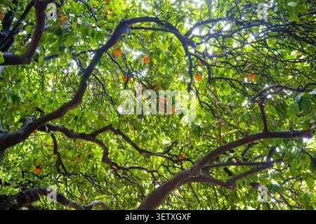 Oranges grow on the street trees in abundance around the city of Seville Spain. Stock Photo