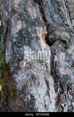 Earthy abstract backdrop featuring muted grey brown organic tree bark texture shadowed crevices and rough surface detail with subtle green and peachy Stock Photo