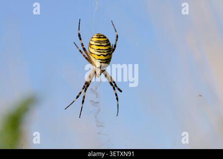 Wasp Spider (Argiope bruennichi), female in web, North Rhine-Westphalia, Germany | Wespenspinne (Argiope bruennichi), Weibchen im Netz Stock Photo
