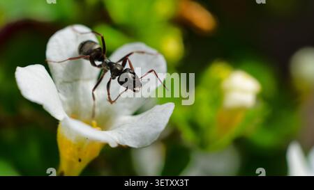 Ant crawling on a white flower showcasing intricate textures and vibrant nature Stock Photo