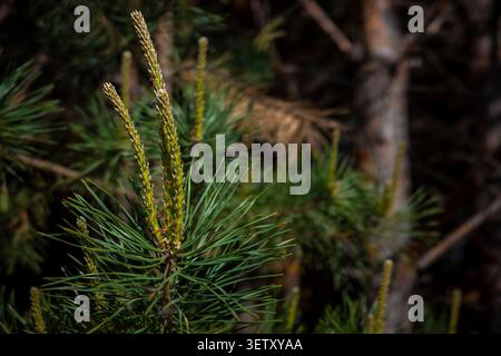 Young pine branch with three growing shoots in quiet evergreen coniferous forest. Concept: sustainable forestry Stock Photo