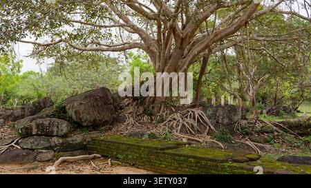 Banyan tree roots growing over ancient moss-covered ruins and large rocks in a jungle setting Stock Photo