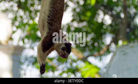 Grizzled giant squirrel hanging from a branch against a bokeh background, displaying wildlife behavior Stock Photo