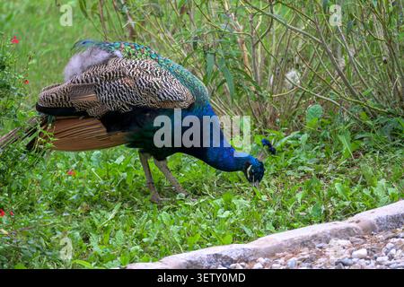 Male peafowl foraging for food among green vegetation in a garden Stock Photo