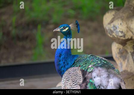 Side profile portrait of a majestic male peacock standing in a park Stock Photo