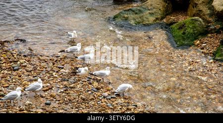 A group of seagulls standing and searching for food on the rocky shoreline of a beach Lyme Regis Stock Photo