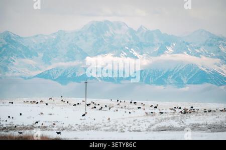 Winter landscape in Almaty region, Kazakhstan. Snow covered field with grazing sheep herd near high Tian Shan mountains, perfect for travel banner, ba Stock Photo