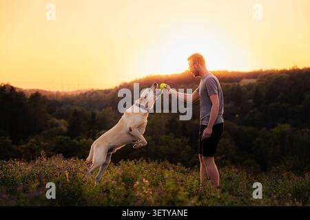 Man playing with his Labrador retriever dog on green meadow at sunset. Domestic pet animal jumping to take ball from owners hand. Friendship, training Stock Photo