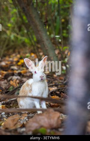 White and tan rabbit sits alert on leaf strewn forest floor Stock Photo