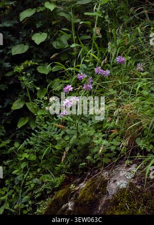 Wild purple flowers growing next to a mossy stone on a lush forest floor Stock Photo