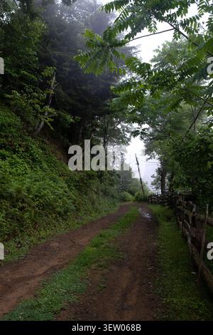 Muddy dirt road winding through a lush green mountain forest on a misty day Stock Photo