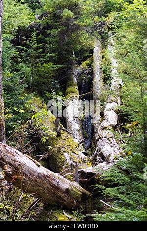 Moss-covered fallen trees with a small stream running through dense forest near Big Four Mountain, Washington, showing decay and renewal in nature. Stock Photo