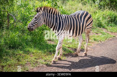 Plains Zebra Walking on Road in Hluhluwe-iMfolozi Game Reserve National Park, South Africa. Stock Photo