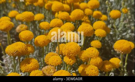 Santolina chamaecyparissus cotton lavender flowering with bright yellow spherical blooms and silver foliage Stock Photo