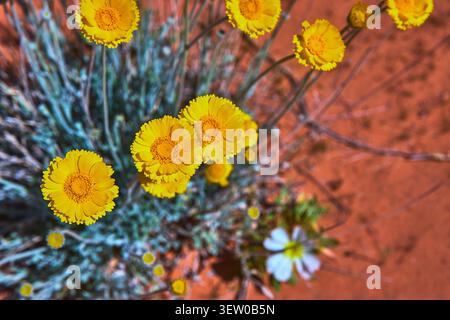 Yellow Desert Wildflowers Blooming in Red Sand Close Up Spring Nature Stock Photo