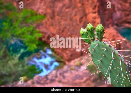 Prickly Pear Cactus with Buds and Blurred Canyon Waterfall in Arizona Desert Stock Photo