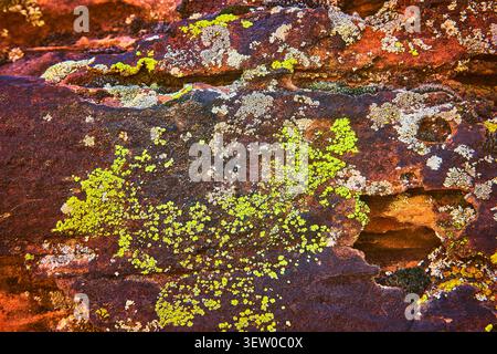 Lichen and Moss on Red Rock Texture Close Up Natural Pattern Detail Stock Photo