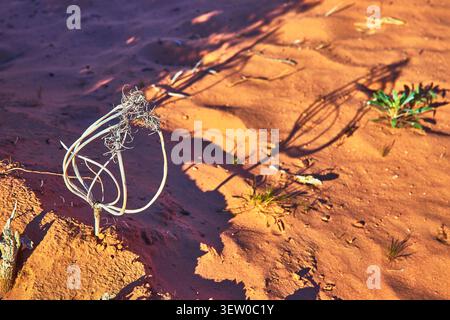 Dried Twisted Plant Stem and Shadow on Red Desert Sand with Sparse Vegetation Stock Photo