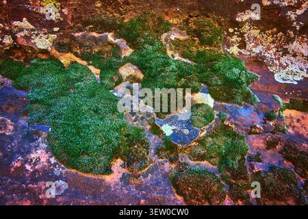 Moss and Lichen Texture on Colorful Desert Rock Surface Nature Macro Stock Photo