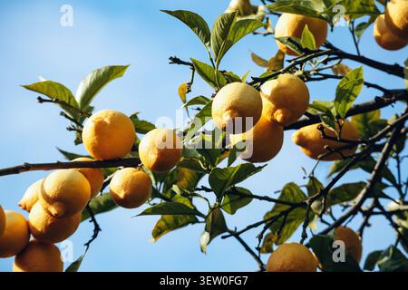 Ripe Menton lemons hanging from tree branches against a clear blue sky on the French Riviera Stock Photo