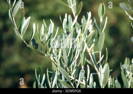 Close-up of olive tree branches with silvery green leaves glowing in Mediterranean sunlight on the French Riviera Stock Photo