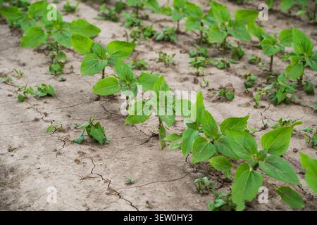 Green plant seedlings thriving in dry cracked earth symbolizing growth, agriculture, and new life in challenging conditions Stock Photo