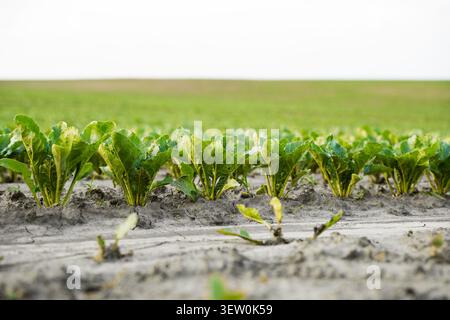 Sugar beet plants growing in rows, showing new green leaves emerging from the soil in a cultivated agricultural field Stock Photo