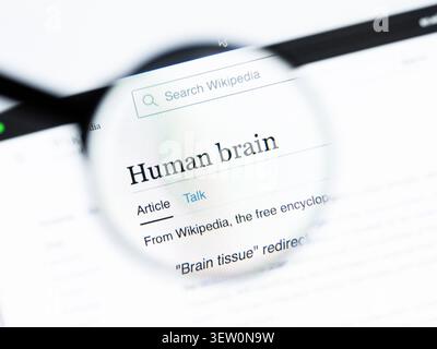Milan, Italy 2026, 20 Apr Closeup of Human brain Wikipedia page on a laptop screen. Focus on Human brain name under a magnifying glass. Stock Photo