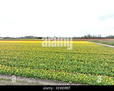 Aerial view of vibrant yellow tulip fields in full bloom stretching across the landscape under an overcast sky in Lisse, South Holland, Netherlands. Stock Photo