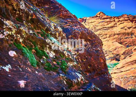Moss Growing on Red Rock Formation Hidden Pinyon Trail Desert Landscape Stock Photo