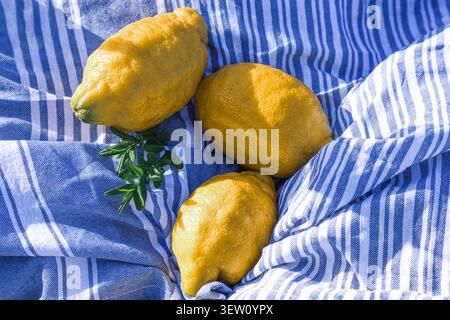 Three whole yellow lemons and a small green sprig rest on a blue and white striped fabric towel in bright sunlight. Stock Photo