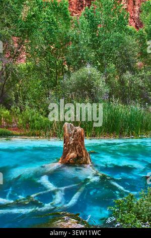Tree Stump in Vibrant Blue Water with Lush Green Forest and Red Canyon Cliff Stock Photo