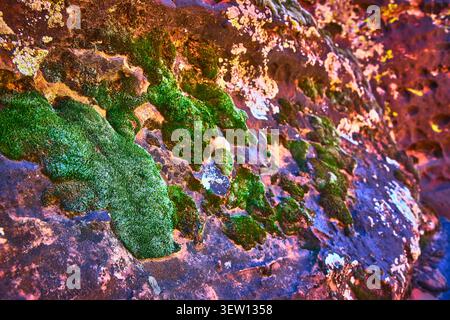 Moss Texture Vibrant Green Growth on Weathered Rock Surface Close Up Nature Detail Stock Photo
