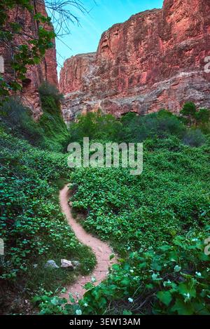 Winding Trail Through Lush Canyon Vegetation and Red Rock Walls in Arizona Stock Photo