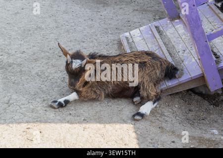 Young goat resting near purple wooden stairs Stock Photo