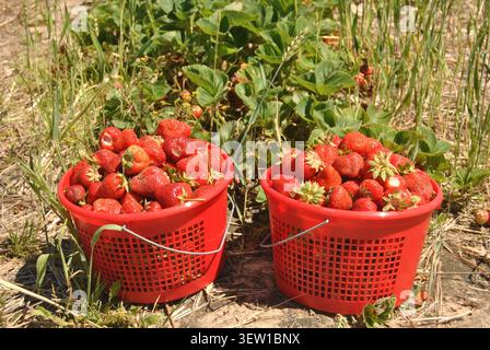 Closeup of two full baskets of freshly picked strawberries at a farm in Hobart, Indiana Stock Photo