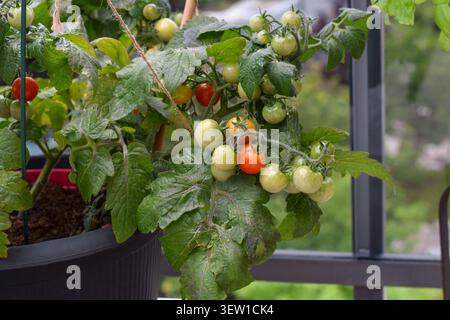 Close-up side view showing cherry tomato plant with green and ripening red fruit growing in black container on balcony Stock Photo