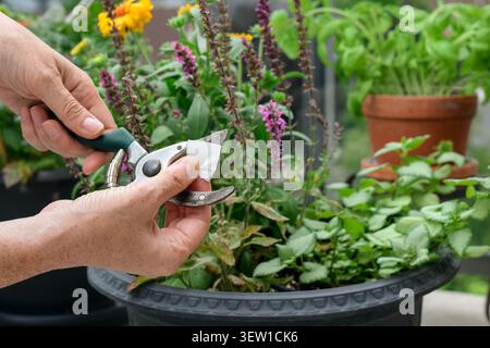 Close-up side view showing hand wiping pruning shear with sanitizing tissue before or after cutting infected plant in container garden Stock Photo