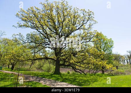 A magnificent, large, and ancient oak tree with lush green foliage standing prominently in a sunny meadow. A gravel walking path leads through the par Stock Photo
