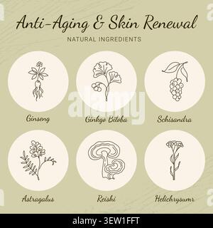 Natural Skincare Ingredients Botanical Line Art Icons Set Stock Vector