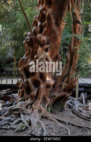 Ancient Arrayan tree with twisted trunk in Patagonian forest, Argentina Stock Photo