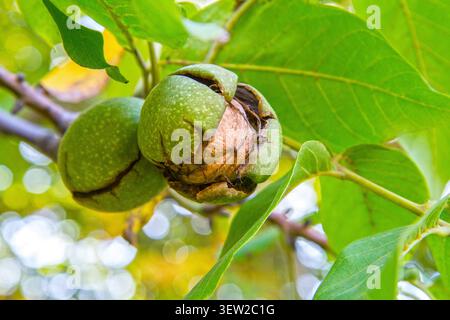 Walnuts hang on a branch in the garden. Ripening walnuts on a branch. Nuts close-up. Stock Photo