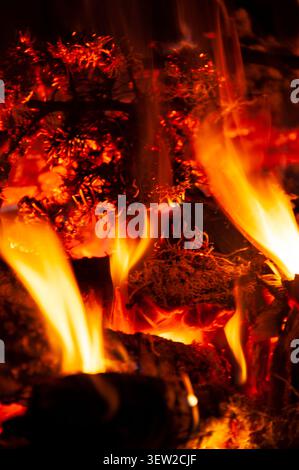 Wildfire burning pine needles and branches, creating a dangerous natural hazard Stock Photo