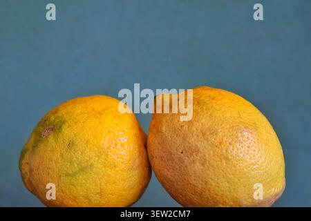 Two Fresh Yellow Lemons Isolated on Blue Background with Natural Imperfections Stock Photo