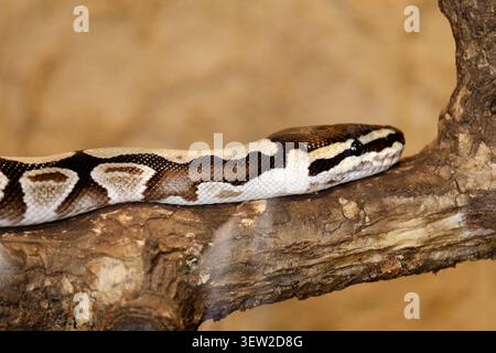 Ball python snake displaying striking pattern while resting on a thick branch Stock Photo