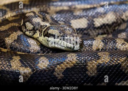 Python snake head in close-up showing intricate scale pattern and texture Stock Photo
