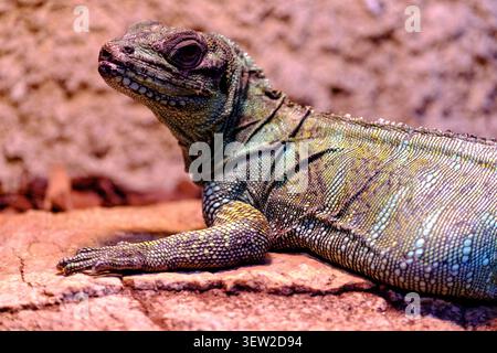 Green iguana showing intricate scales and textured skin on a rock Stock Photo