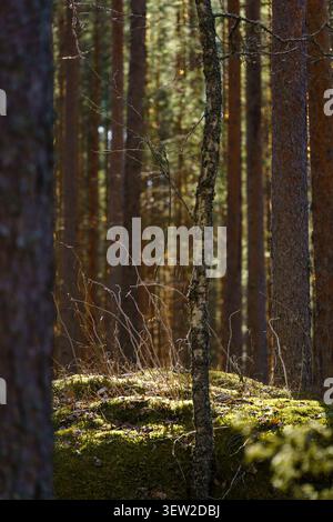 Sunlight filters through trees in a spring forest with green moss and small plants growing on a rock. Stock Photo