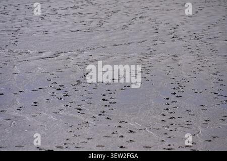 soft mud on Nith Estuary with footprints of birds Scotland May Stock Photo