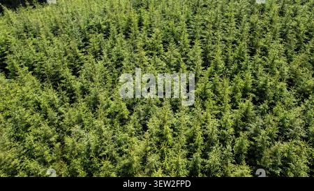 Drone point of view over dense pine tree canopy with strong sunlight illuminating the treetops Stock Photo